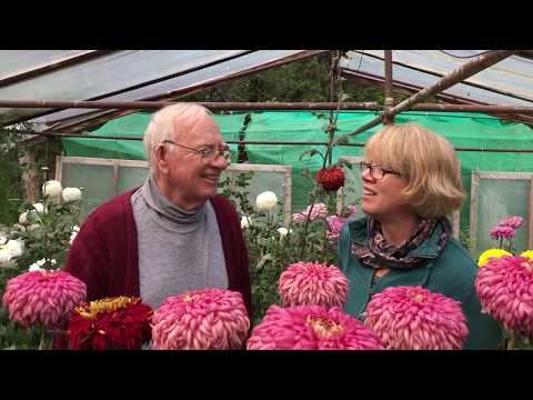 Video: Garden Chrysanthemum