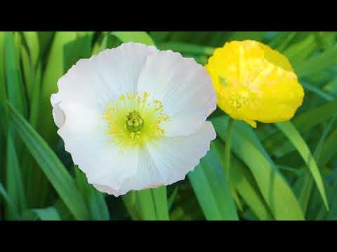 Islandmohn im Garten