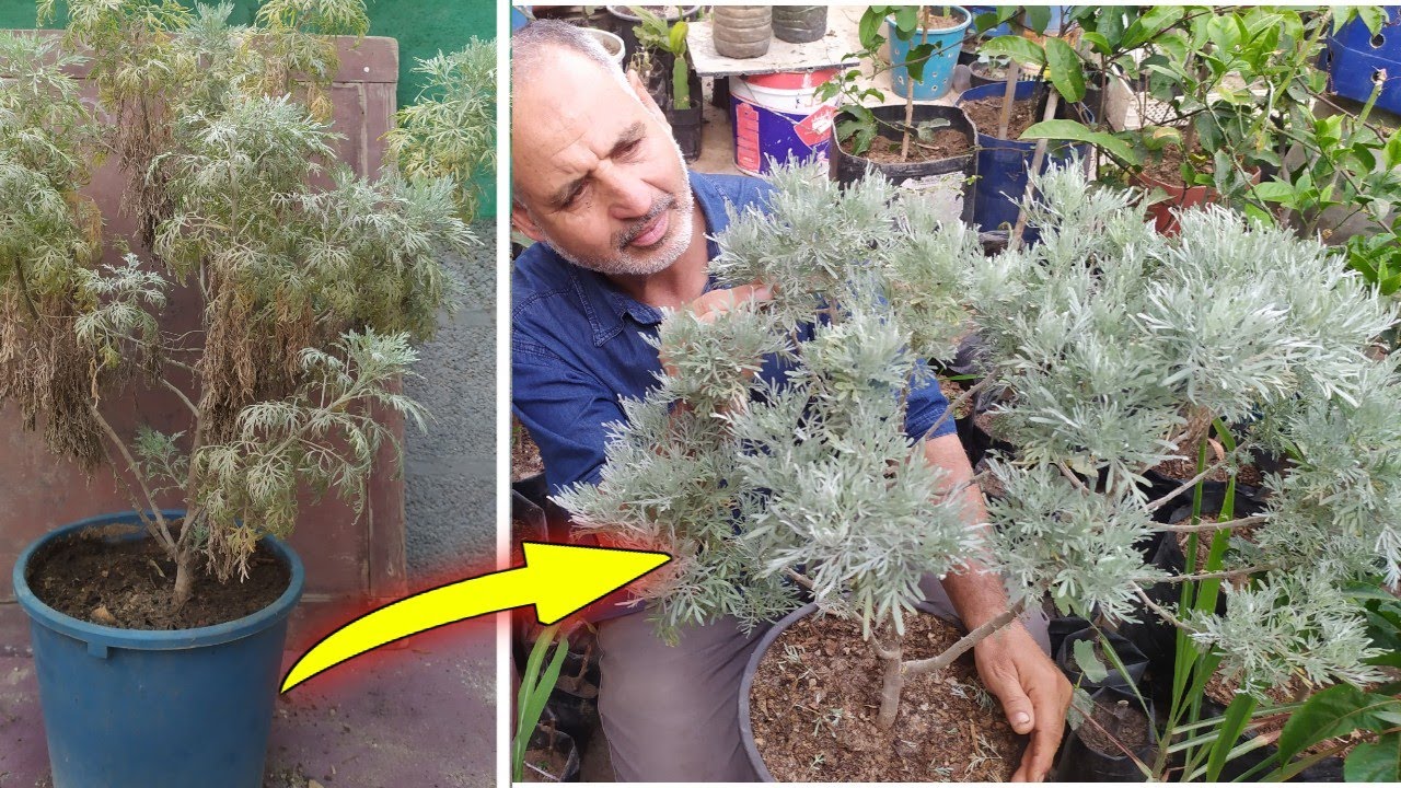 كيف تنعش نبات الشيبة أو البعيثران أو الشويلاء مزروعة على سطح المنزل وتجعلها خضراء من جديد