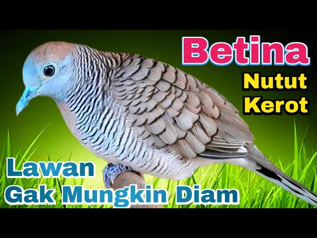 Perkutut betina KEROT & NUTUT putar suara ini di jamin langsung nyaut class=