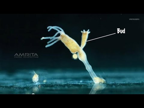 Asexual Reproduction in Amoeba and Yeast - MeitY OLabs