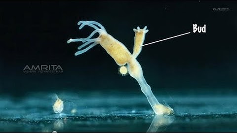 Asexual Reproduction in Amoeba and Yeast - MeitY OLabs