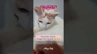 SINGA ( VERSI SACHET) 😸🦁 #cat #kucing #kucinglucu #short