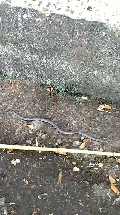 Cobra-cega #anfibios #natureza #flagrantes 🐍