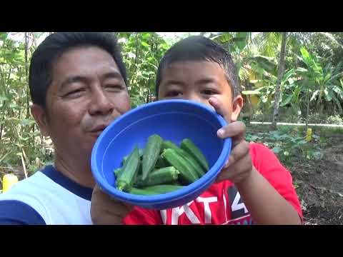 Video: Sahabat Untuk Okra: Tanaman Apa yang Tumbuh Dengan Okra Di Taman