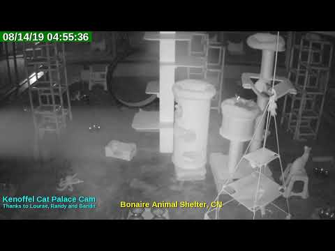 video editing software free Animal Shelter Bonaire Live Stream