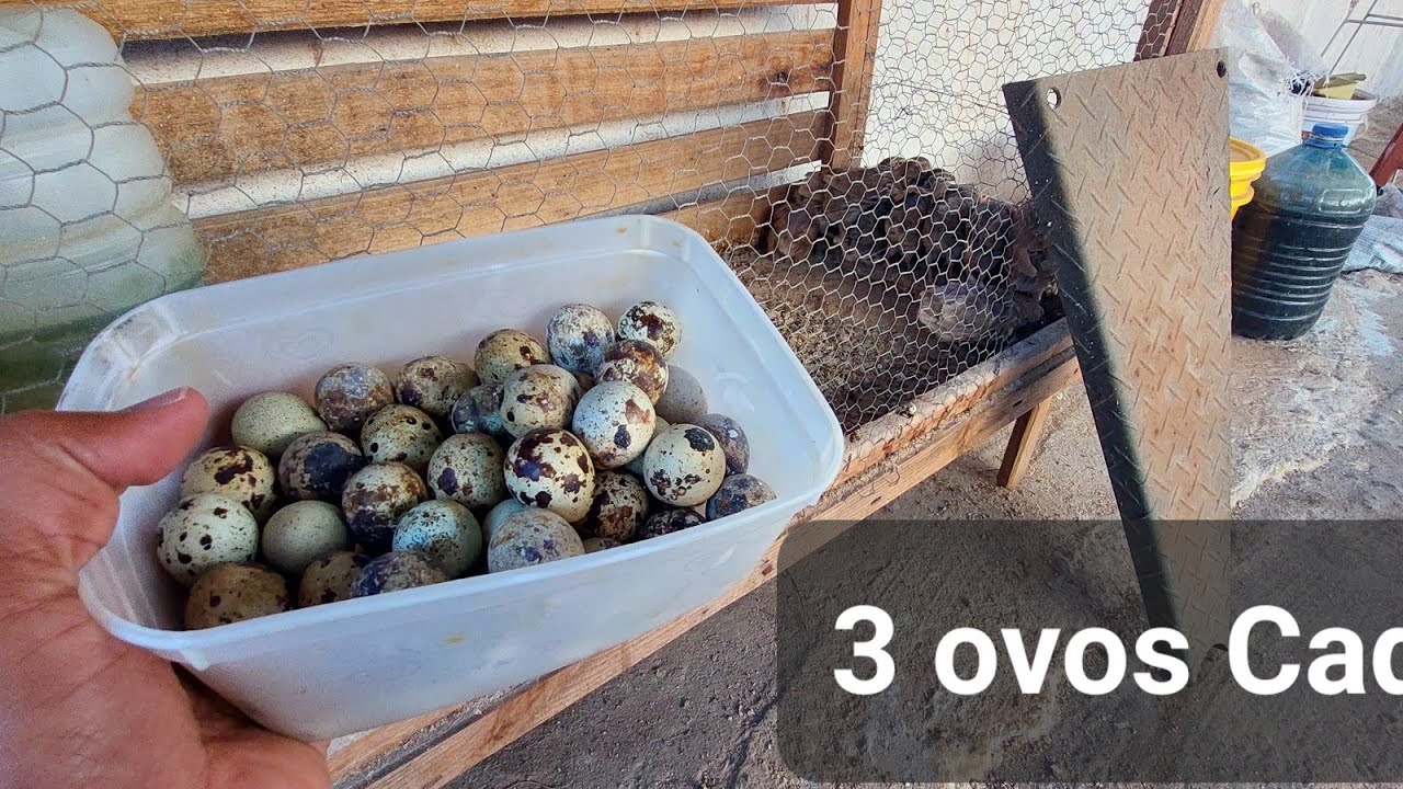 Fiz Uma Mistura Chinesa na Ração Codorna bota de 3 a 4 Ovos por Dia ...