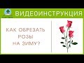 Как правильно формировать куст РОЗЫ на зиму  - Видеоинструкция от Питомника Сады Урала