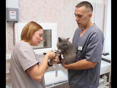 Видео: Что на самом деле происходит в подсобных помещениях больниц для домашних животных