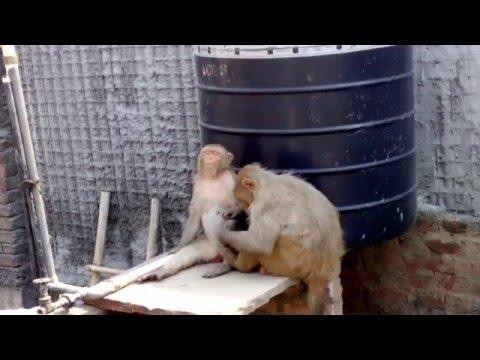 indian-monkey-funny-video