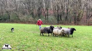 Aua - ich werde von Schafbock gerammt | Hütetraining mit Border Collie Gael mit schnellen Schafen