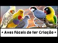 Aves fáceis de fazer criação