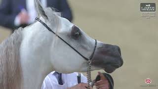 N.138 QASSAM AL DOHA - 11th Qatar National Peninsula AHS for Individual Owners 2026