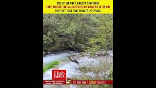 Rare Mishmi Takins captured on camera in Sikkim for the first time in over 20 years