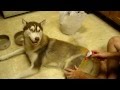 Siberian Husky Blowing Coat Part1