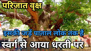 परिजात वृक्ष | parijat tree barabanki | धरती का सबसे पुराना पेड़ | कल्पवृक्ष | Arvind youtuber