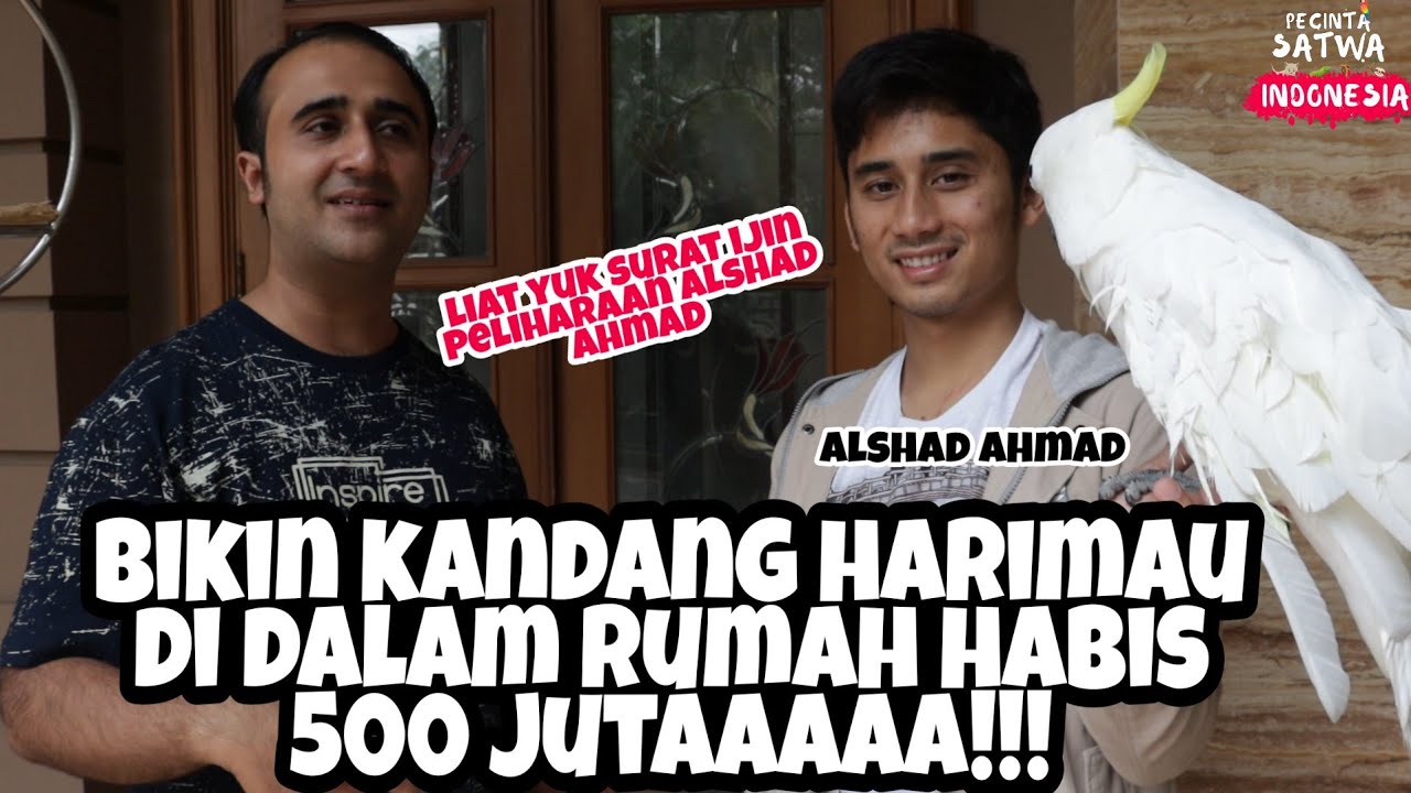 kandang harimau alshad ahmad 500 juta II review surat ijin pelihara