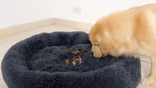 Golden Retriever Shocked by Kittens Occupying His Bed!