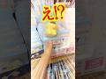 どういう事!? とあるお店に行ったら・・・ サンリオキャラクターズシークレットゆらゆらマスコットを開封!! #shorts #short #sanrio #サンリオ