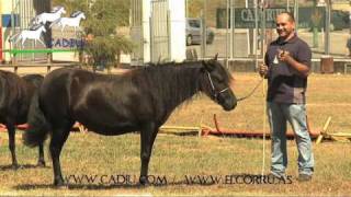 San agustin 2010 (2 / 2) CONCURSO MORFOLOGICO DEL PONI ASTURCON