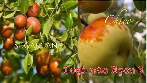 Táo Tàu Chico & Táo Tàu Sugarcane, Táo Tàu Nào Ăn Ngon Hơn ?