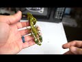 Pouring A BRAND NEW Craw Mold Do It ICrawES XL Pouring A BRAND NEW Craw Mold Do It ICrawES XL