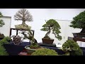 [雅風展応援 ! 売店紹介] 盆栽ラボ凛 [Gafu support, Shop introduction] Bonsai Lab Rin