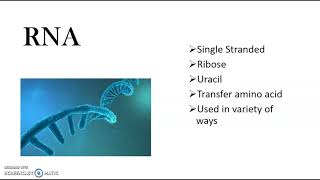 Chapter #4 Compare and Contrast DNA & RNA Net Worth