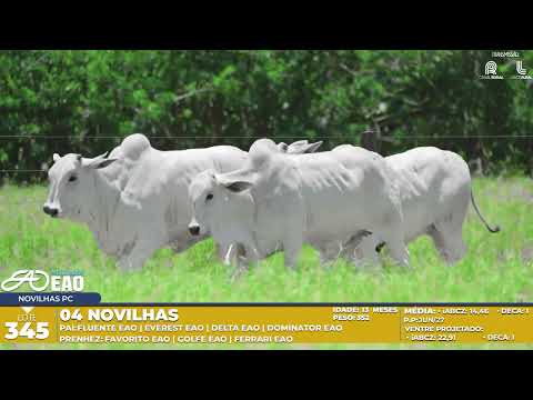 LOTE 345