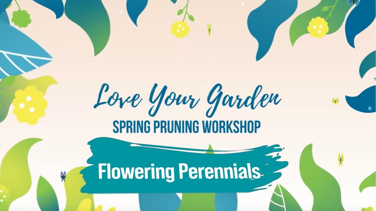 Love Your Garden: Flowering Perennials