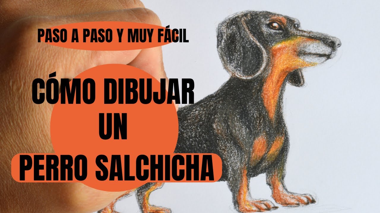 Como dibujar un Perro Salchicha a color paso a paso ¡muy fácil! ✍👀 😉