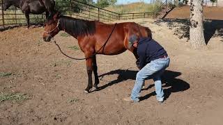 2021 ApHC KR Bay Adaire, Bay Appaloosa Filly