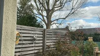 Arrivée En Demi-Tour Dune Mésange Dans Son Nichoir