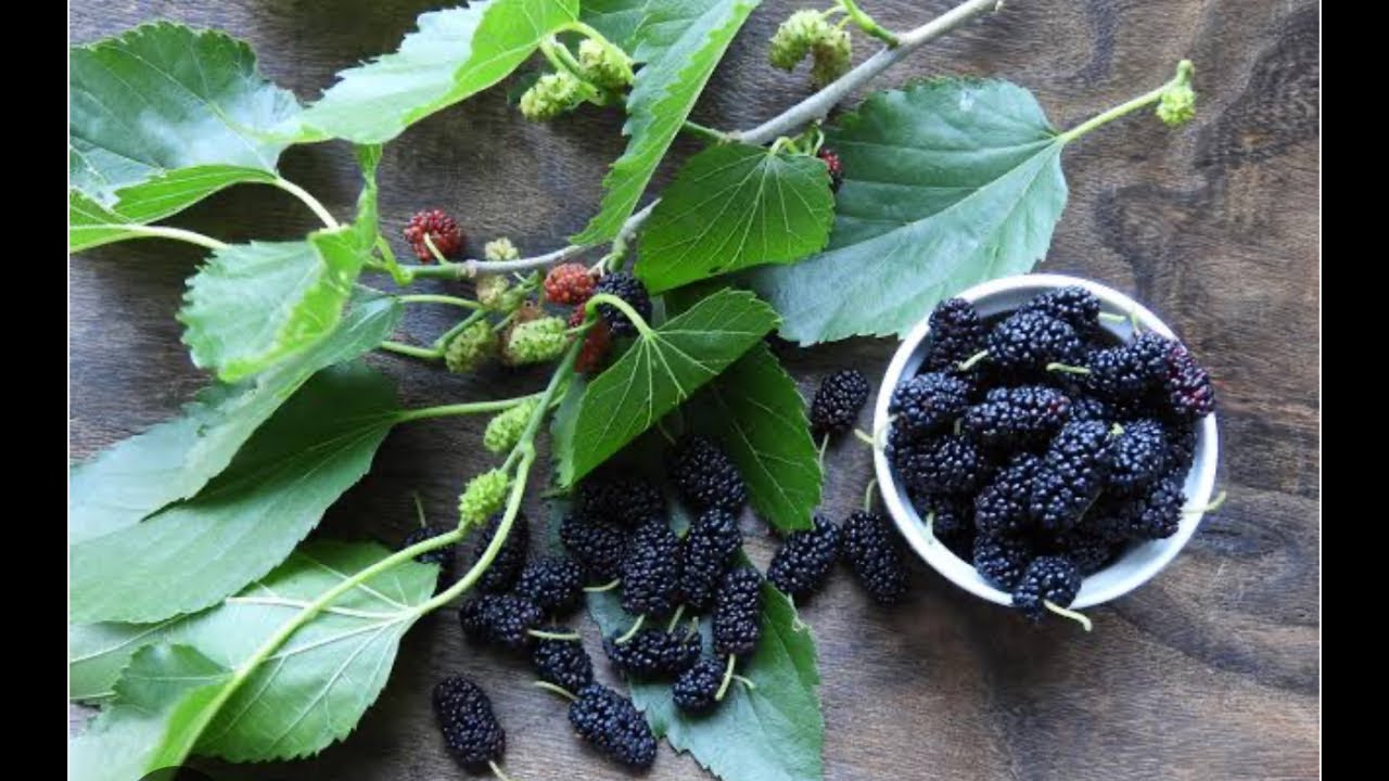 O CHÁ QUE REGULA OS HORMÔNIOS FEMININOS E SECA BARRIGA | Dr Dayan Siebra