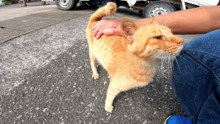 顔を見ると一直線に寄ってきて膝の上に乗る野良猫がカワイイ