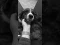 #lover#endless#doggo 💗