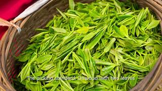 How to Make Anji White Tea Green Tea | JK Tea Shop Wealth