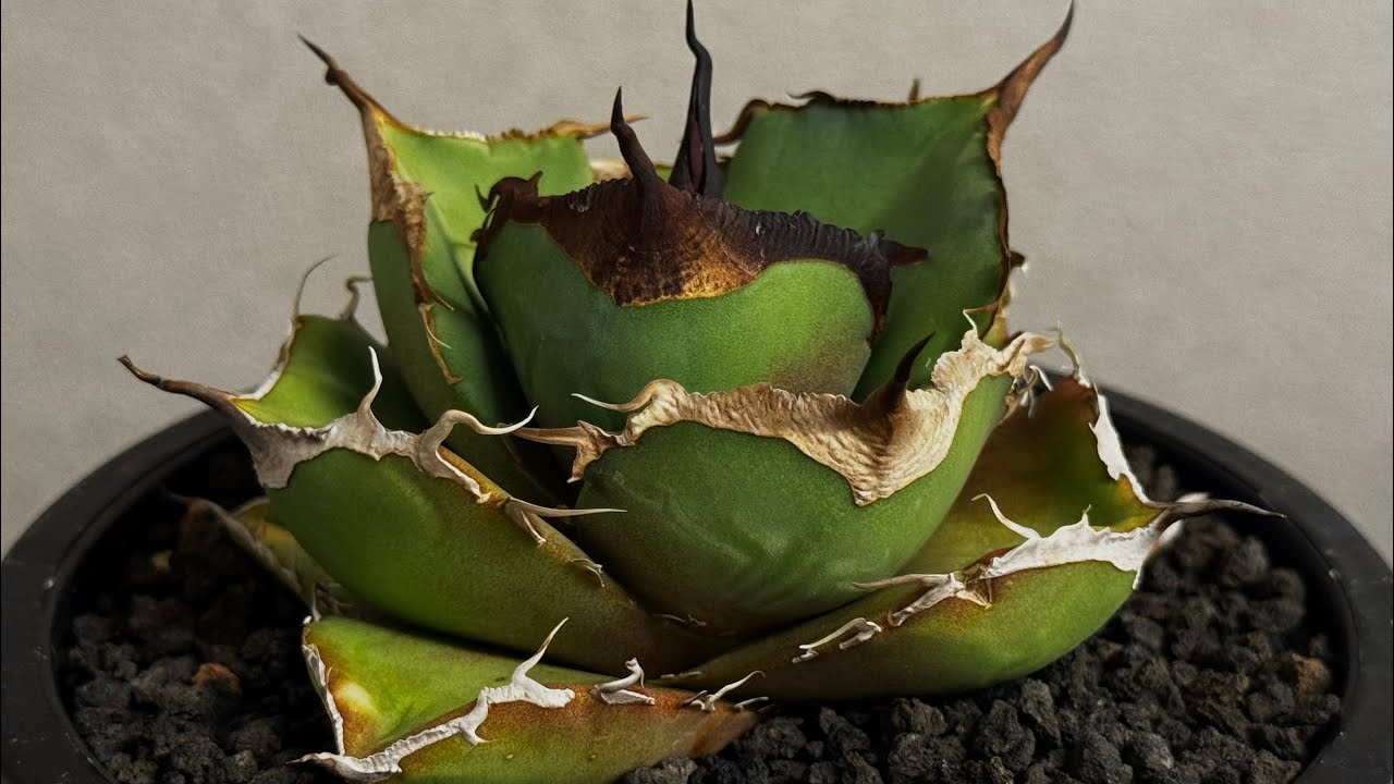 アガベ・チタノタ 黒豹（小株）-062｜agave titanota black panthe