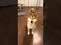 柴犬の一日 #doggie #柴犬 #cutedog #shibainu #shiba #routines #いぬのいる生活 #dog #doglife ##walking #散歩 #犬動画