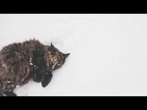 Domestic snow leopard