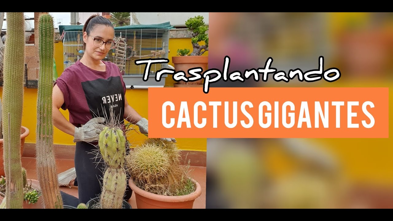 Como trasplantar Cactus Gigantes/Jardn Suculento