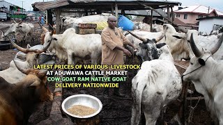 LATEST PRICE OF VARIOUS LIVESTOCK COW GOAT RAM NATIVE GOAT AT ADUWAWA CATTLE MARKET