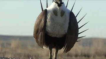 Greater Sage Grouse’s Mating Call: Strutting/Animal Mating Video