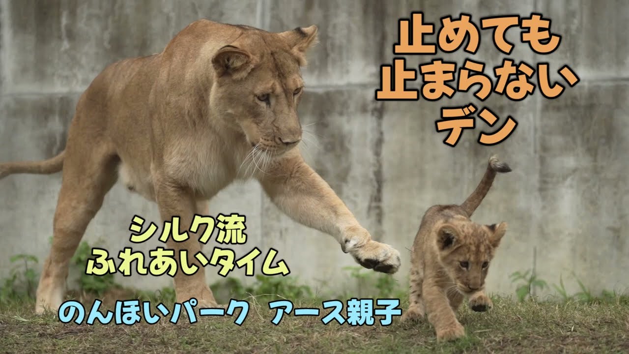 のんほいパーク 止めても止まらないデン シルク流ふれあいタイム
