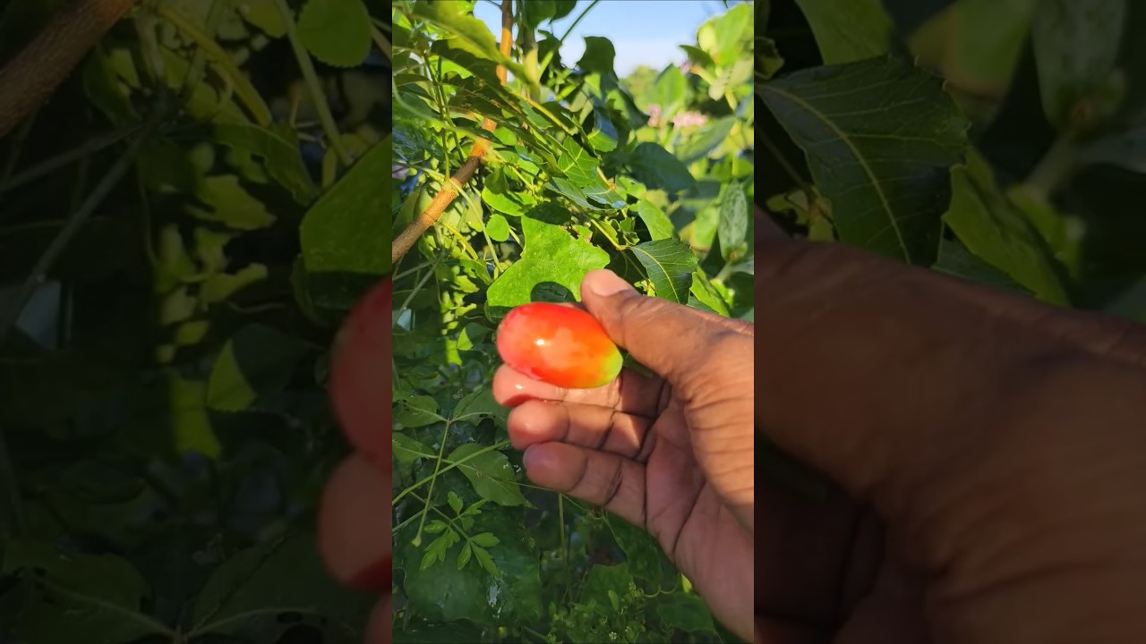 Beautiful Ivy gourd harvest near my garden