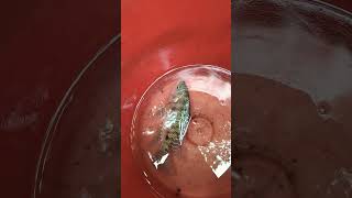 Bd Fresh Fish Part -342