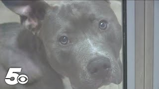 Fayetteville Animal Services offers free microchipping after receiving grant