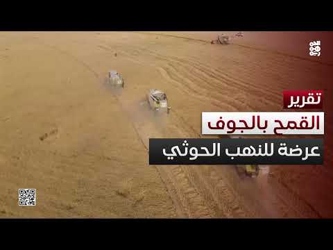 مليشيا الحوثي تنهب محاصيل قمح مئات المزارعين في الجوف