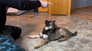 German Shepherd Puppy Training at 8 weeks old