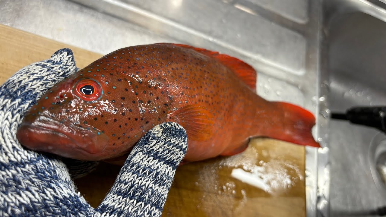 この度、根魚の一番美味しい食べ方がわかりました！
